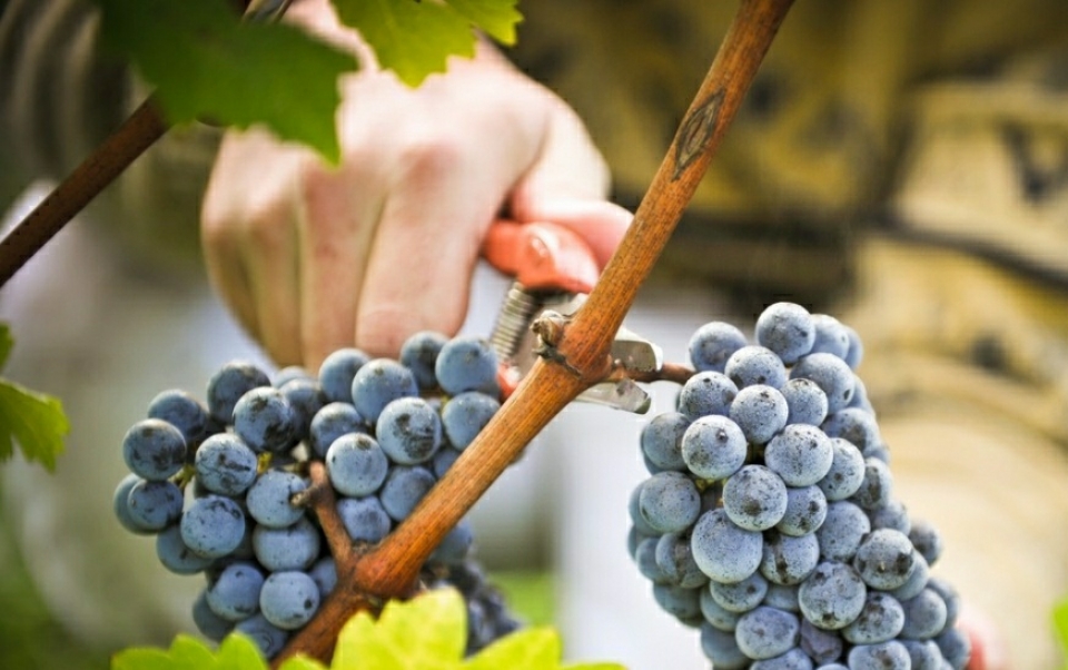 La vendemmia e l’Etna: tradizione, cultura ed enogastronomia