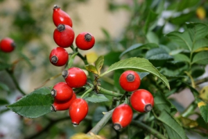 Pino e rosa canina: ecco le tisane fai da te degli escursionisti