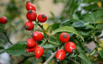 Pino e rosa canina: ecco le tisane fai da te degli escursionisti